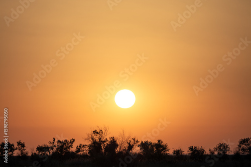 Sunset over the horizon on Dzharylhach Island, Ukraine. Rich orange sky, contrasting silhouettes of trees.