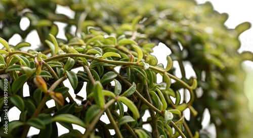 Wallpaper Mural Close up of delicate green vines and leaves with a dark background Torontodigital.ca