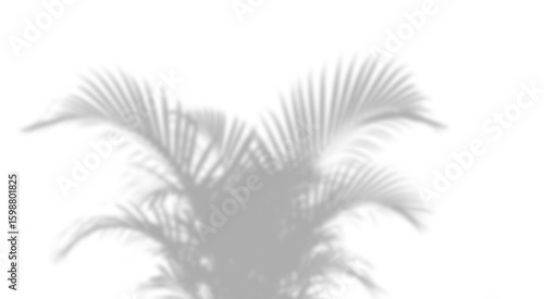 Fototapeta Naklejka Na Ścianę i Meble -  Tropical Palm Shadow,
Botanical palm leaf spreading up — exotic jungle fan style overlay