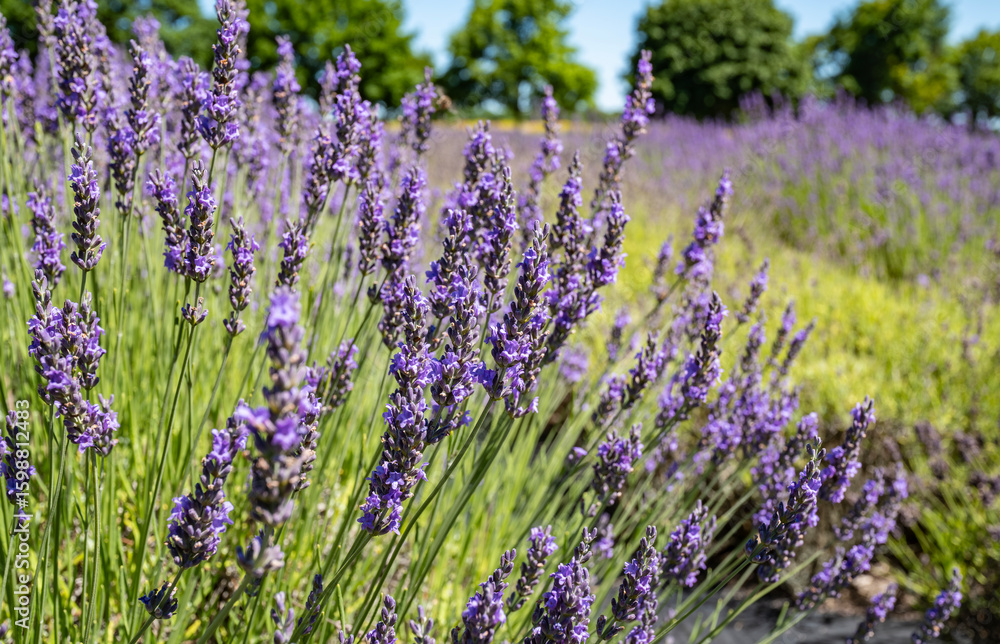 Obraz premium Close-up of Lavender Field on a Farm