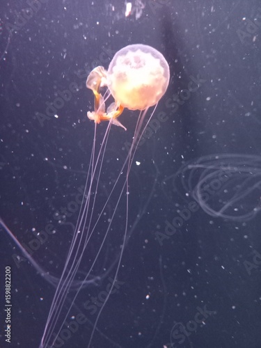 Jellyfish floating in a water tank