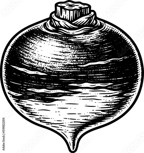 Single turnip with rough outer surface and top stem stub, hand-drawn style