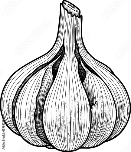 Single garlic bulb with realistic skin folds and cloves, hand-drawn style