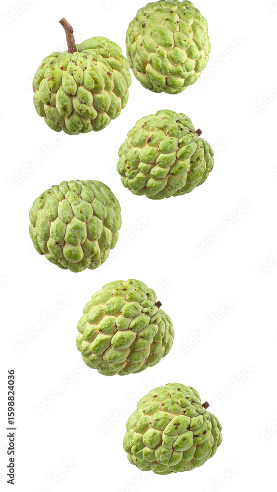 Fototapeta premium Six cherimoya fruits falling against a transparent background, creating a dynamic and appetizing visual