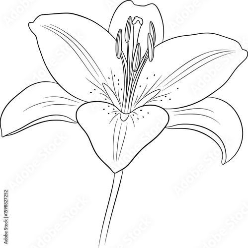 Lily flower in bloom with elegant curves and soft detail, hand-drawn style