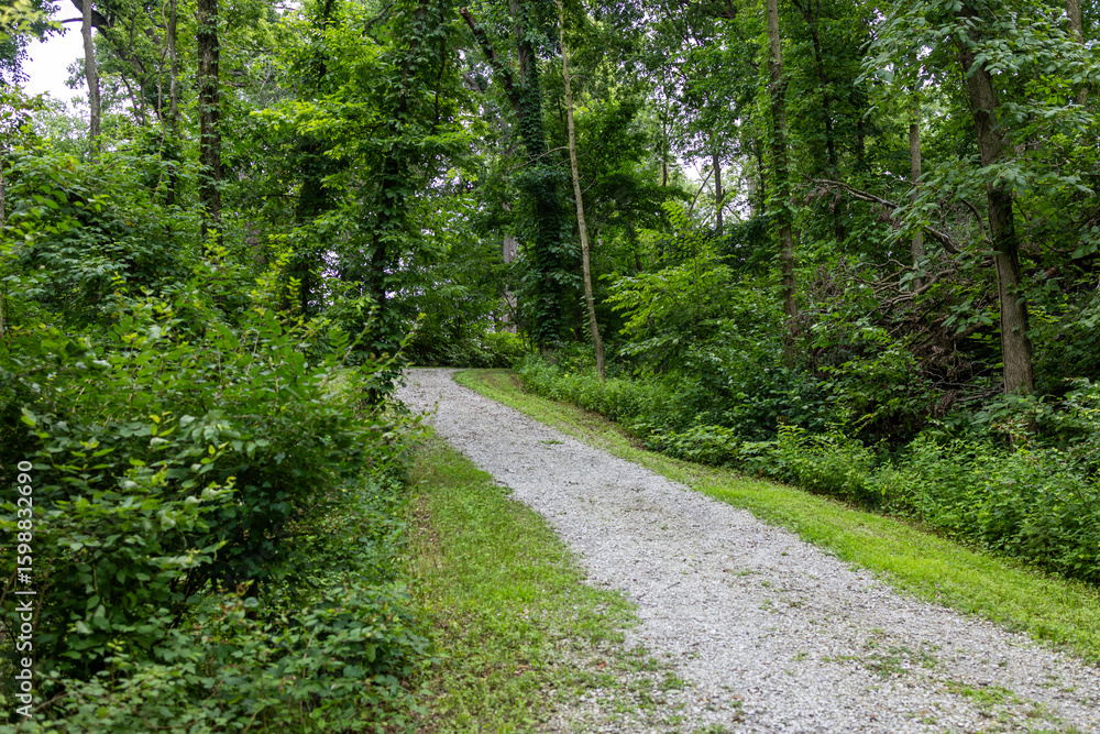 Fototapeta premium road in the woods