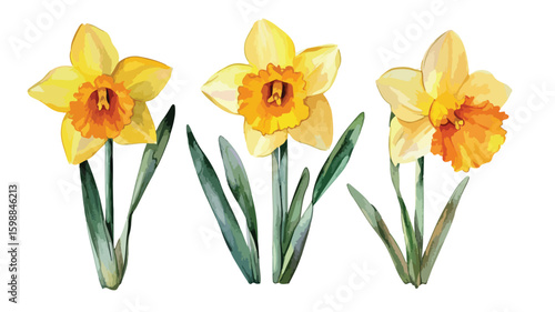 Vibrant Daffodil Flowers Watercolor Isolated on White Background EPS