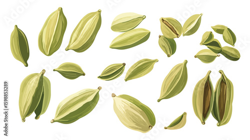 Cardamom Seed Spice Vector Illustration for Culinary Designs
