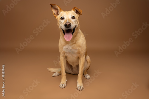 Photos Happy Mixed-Breed Dog Sitting on Brown Studio Background