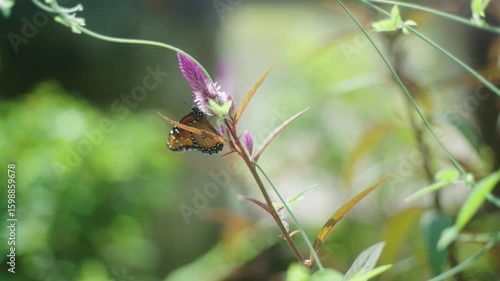 Wallpaper Mural Blush Bloom Ballet: 4K Slow Motion Close-Up of Queen Butterflies Nectaring on a Single Pink Flower. Torontodigital.ca