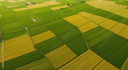 Aerial view of colorful paddy fields