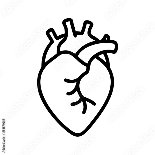 Anatomical representation of a human organ with veins and arteries in a minimalist line drawing style