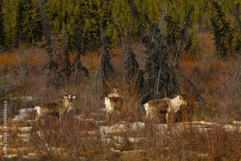 caribou in the woods in Alaska caribou in the woods in Alaska