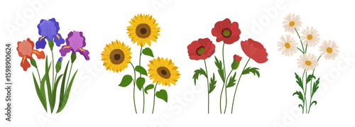 Set of spring summer flowers. Blossoming sunflowers, poppies, irises, chamomiles. Hand drawn vector illustration isolated on white background, modern flat cartoon style.