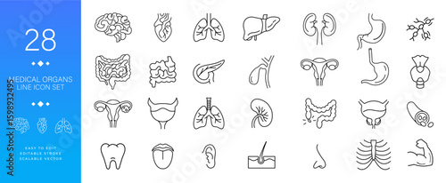 Medical organs line icon set vector illustration featuring modern outline icons for human anatomy, internal organs, and body parts perfect for healthcare, science, and educational designs.