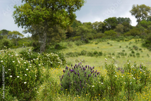 field with oak tree and flowers of  of lavender. Sardinia, Italy