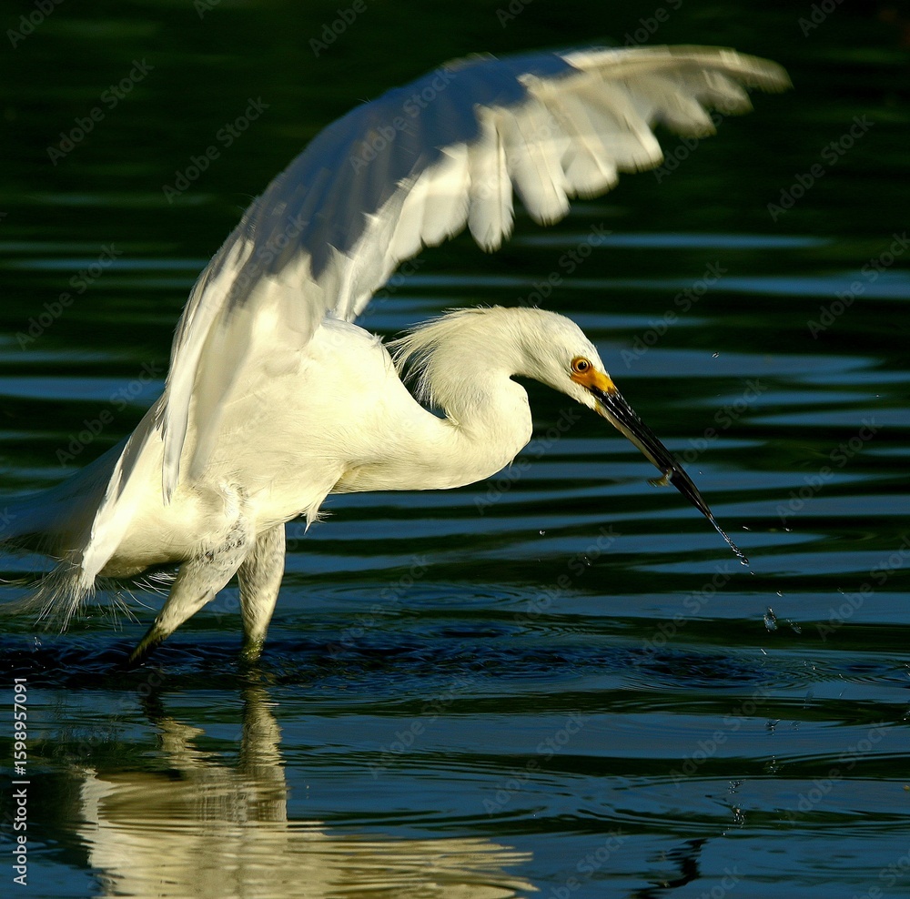 Obraz premium Snowy Egret