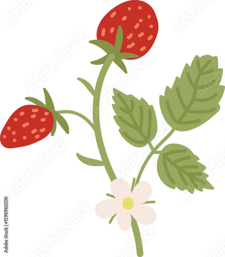 Strawberry Plant with Blossoms