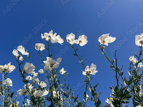 Matilija Poppies against a blue sky