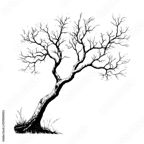 Tree branches, silhouette black and white sketch. Vector illustration. Tree crown, isolated on white background