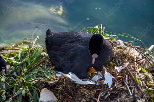 Lakeside Lake , Doncaster , South Yorkshire,  UK 18 May 2025 : Eurasian Coot (female) is guarding her eggs on a nest during the breeding season , and feed her baby birds