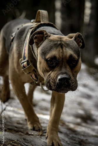 moody forrest walk with bull dog 