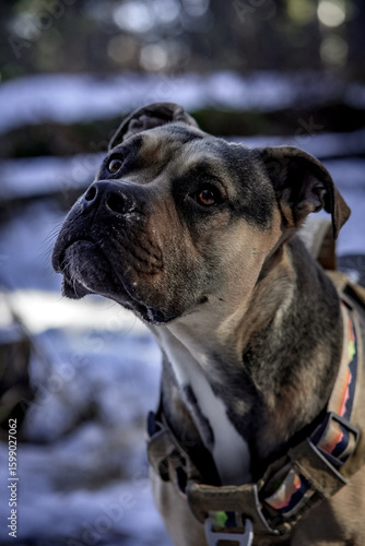 Bild auf Leinwand bulldog with puppy dog eyes in the outdoors