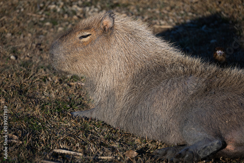 A young capybara relaxes under the warm sun