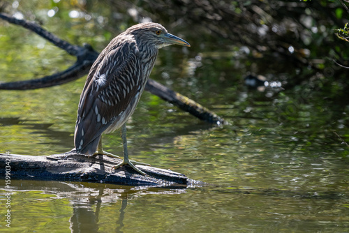 Obraz na plátne Juvenile black-capped night heron perched on a log in a pond with shrubs along t