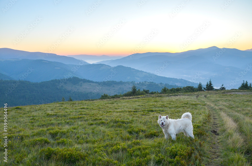 Fototapeta premium Serene landscape capturing a white dog standing on a grassy meadow with mountain ranges in the background, as the sky illuminates the scene with soft hues of a sunrise 
