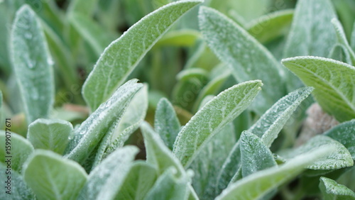 Tableau sur toile Macro photograph of soft, fuzzy green leaves covered in morning dew