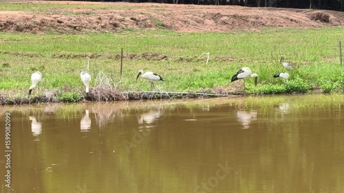 Openbill bird looking for food
