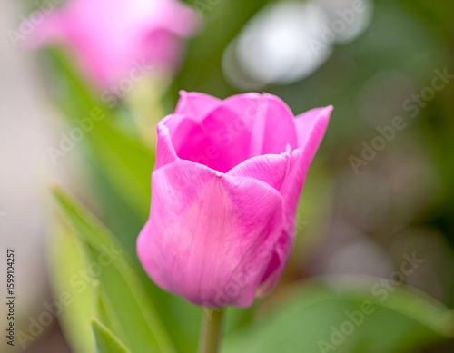 Close-up of a stunning pink tulip, highlighting its beautiful petals and lush green stem, ideal for nature, spring, or floral themes.