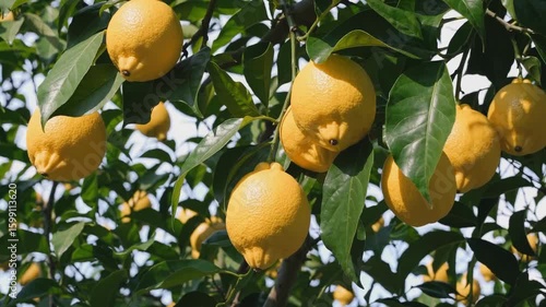 Lemons hanging on a tree with green leaves under sunlight in an outdoor setting on a sunny day