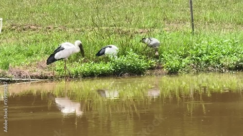 Openbill bird looking for food