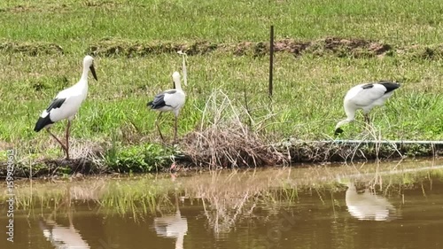 Openbill bird looking for food