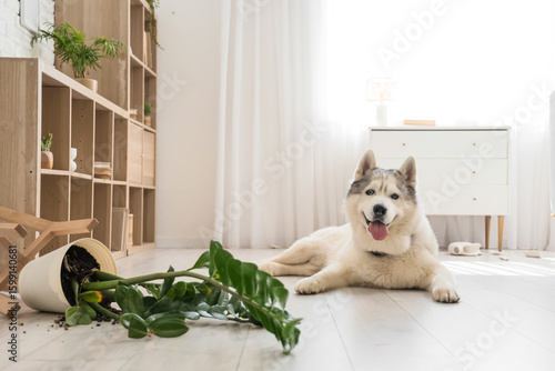 Naughty dog lying near over...