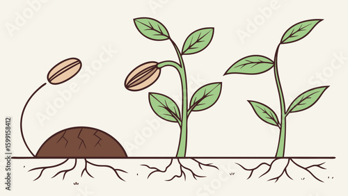 Seed germination and plant growth stages illustration