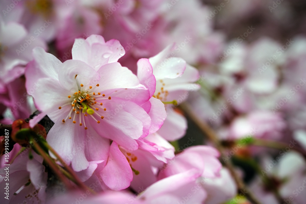 Fototapeta premium pink cherry blossom
