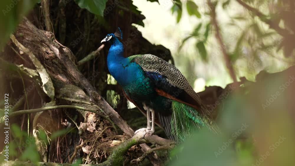 IndianPeafowl_Sony25_1 IndianPeafowl_Sony25_1