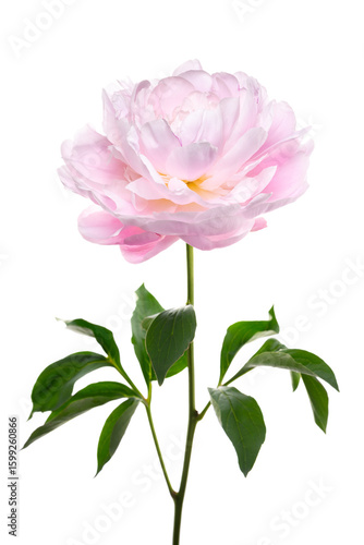 八重咲のシャクヤク