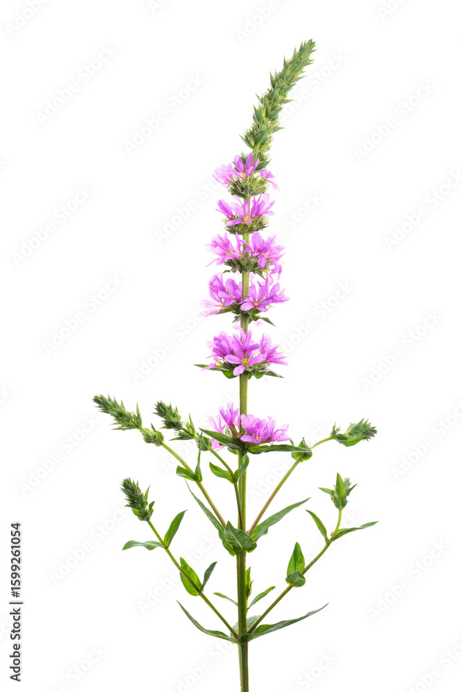 Fototapeta premium エゾミソハギ Lythrum salicaria