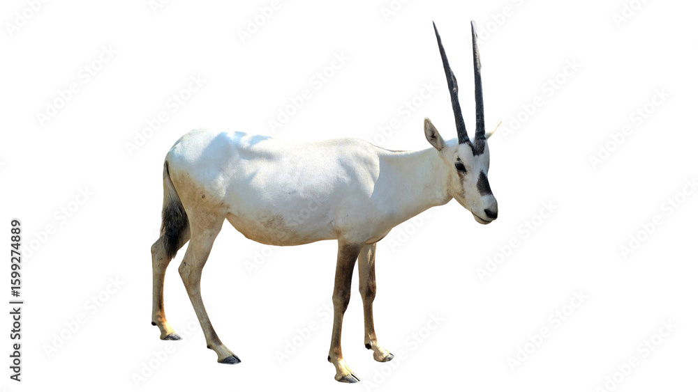 Arabian Oryx (Oryx leucoryx) Isolated on White Background – Desert Antelope PNG Arabian Oryx (Oryx leucoryx) Isolated on White Background – Desert Antelope PNG