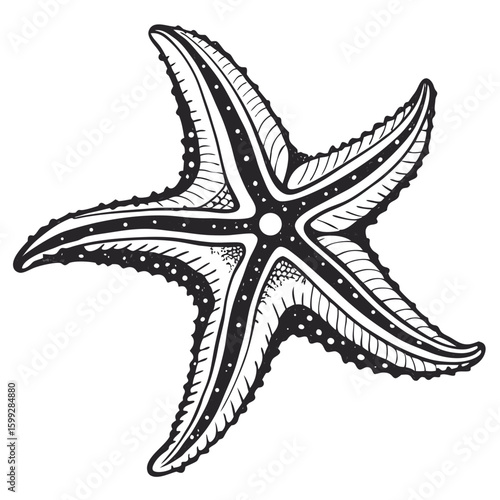 A black and white illustration of a starfish with detailed patterns isolated on a