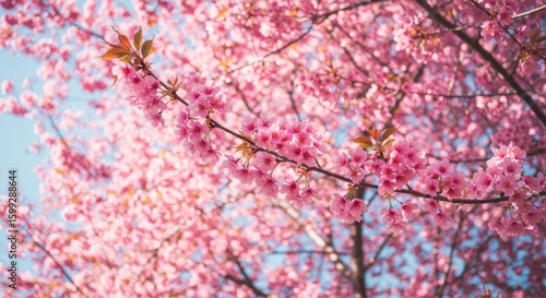 Pink Cherry Blossoms in Full Bloom Under a Blue Sky