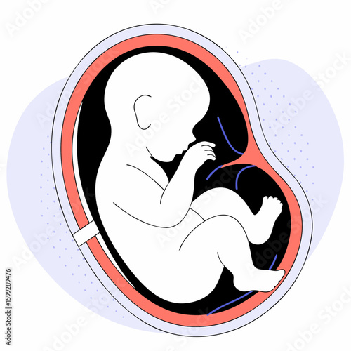 Fetal development illustration of baby fetus in womb during pregnancy 