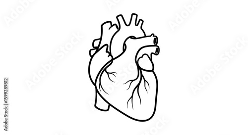 Illustration of a human heart with visible arteries and veins in black outline