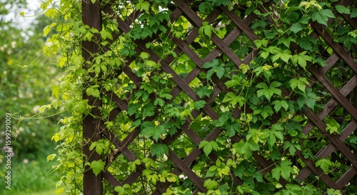 Green Vine Growing on Brown Wooden Trellis