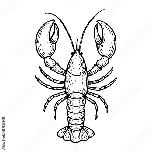 Vintage lobster illustration art vector