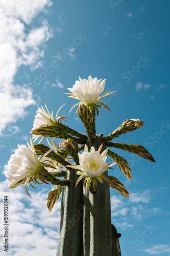 Green cactus with its flowers and blue sky in the open air